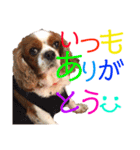王子とまう(キャバリア)のスタンプ❷（個別スタンプ：36）