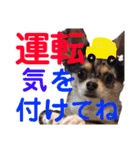 王子とまう(キャバリア)のスタンプ❷（個別スタンプ：38）