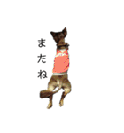 可愛い犬のなっちゃんスタンプ（個別スタンプ：3）