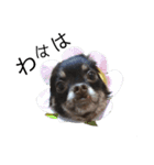 可愛い犬のなっちゃんスタンプ（個別スタンプ：10）