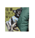 可愛い犬のなっちゃんスタンプ（個別スタンプ：11）