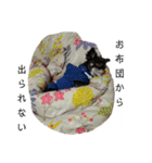 可愛い犬のなっちゃんスタンプ（個別スタンプ：12）