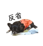 可愛い犬のなっちゃんスタンプ（個別スタンプ：14）