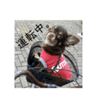 可愛い犬のなっちゃんスタンプ（個別スタンプ：16）