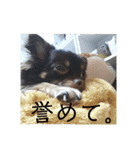 可愛い犬のなっちゃんスタンプ（個別スタンプ：24）