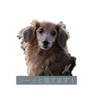 私が撮影したかわいい動物スタンプ（個別スタンプ：1）
