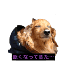 私が撮影したかわいい動物スタンプ（個別スタンプ：2）