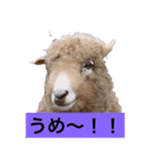 私が撮影したかわいい動物スタンプ（個別スタンプ：3）