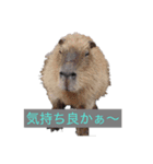 私が撮影したかわいい動物スタンプ（個別スタンプ：4）