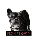 私が撮影したかわいい動物スタンプ（個別スタンプ：5）