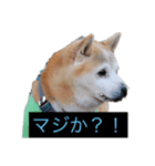 私が撮影したかわいい動物スタンプ（個別スタンプ：6）