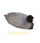私が撮影したかわいい動物スタンプ（個別スタンプ：8）
