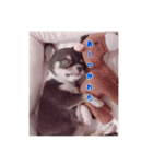 ぺこみちよ（個別スタンプ：3）