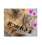 茶トラ猫 ココちゃん（個別スタンプ：3）