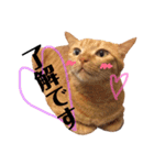茶トラ猫 ココちゃん（個別スタンプ：4）
