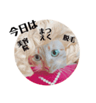 茶トラ猫 ココちゃん（個別スタンプ：8）