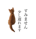 茶トラ猫 ココちゃん（個別スタンプ：13）