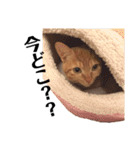 茶トラ猫 ココちゃん（個別スタンプ：14）