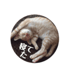 茶トラ猫 ココちゃん（個別スタンプ：16）
