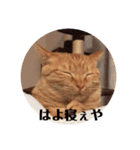 茶トラ猫 ココちゃん（個別スタンプ：17）