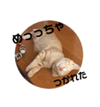 茶トラ猫 ココちゃん（個別スタンプ：18）