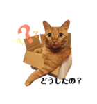 茶トラ猫 ココちゃん（個別スタンプ：19）