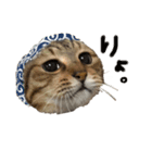 こなキャッツ（個別スタンプ：1）