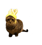こなキャッツ（個別スタンプ：4）