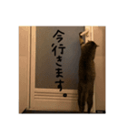 こなキャッツ（個別スタンプ：5）