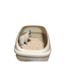 こなキャッツ（個別スタンプ：10）
