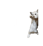 こなキャッツ（個別スタンプ：11）