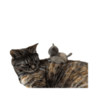 こなキャッツ（個別スタンプ：14）