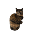 こなキャッツ（個別スタンプ：15）