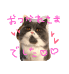 仲良し兄弟モコとグリPart2（個別スタンプ：3）