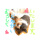 仲良し兄弟モコとグリPart2（個別スタンプ：10）