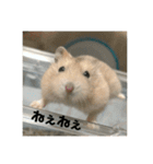 ハムスターのナポとぺぱ（個別スタンプ：1）