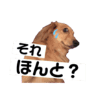 ロン師匠とビビのスタンプ（個別スタンプ：5）