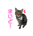 仲良し猫のロコモコとチヂミ【関西弁】（個別スタンプ：1）