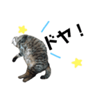 仲良し猫のロコモコとチヂミ【関西弁】（個別スタンプ：2）