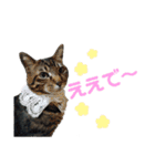 仲良し猫のロコモコとチヂミ【関西弁】（個別スタンプ：3）
