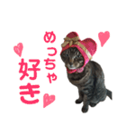 仲良し猫のロコモコとチヂミ【関西弁】（個別スタンプ：4）