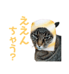 仲良し猫のロコモコとチヂミ【関西弁】（個別スタンプ：6）