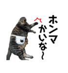 仲良し猫のロコモコとチヂミ【関西弁】（個別スタンプ：7）