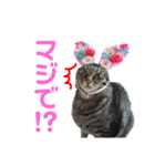 仲良し猫のロコモコとチヂミ【関西弁】（個別スタンプ：8）