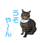 仲良し猫のロコモコとチヂミ【関西弁】（個別スタンプ：9）