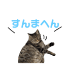 仲良し猫のロコモコとチヂミ【関西弁】（個別スタンプ：10）