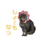 仲良し猫のロコモコとチヂミ【関西弁】（個別スタンプ：12）