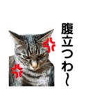 仲良し猫のロコモコとチヂミ【関西弁】（個別スタンプ：14）