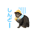 仲良し猫のロコモコとチヂミ【関西弁】（個別スタンプ：15）