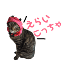 仲良し猫のロコモコとチヂミ【関西弁】（個別スタンプ：16）